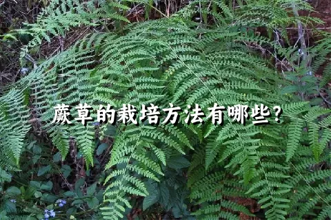 蕨草的栽培方法有哪些？