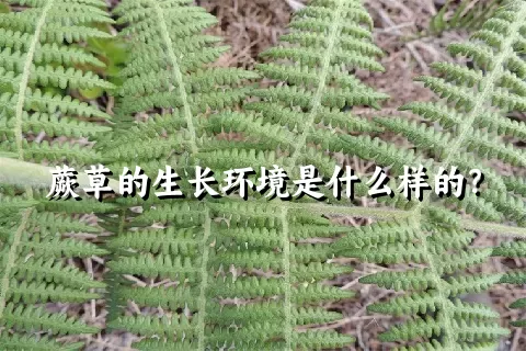 蕨草的生长环境是什么样的？