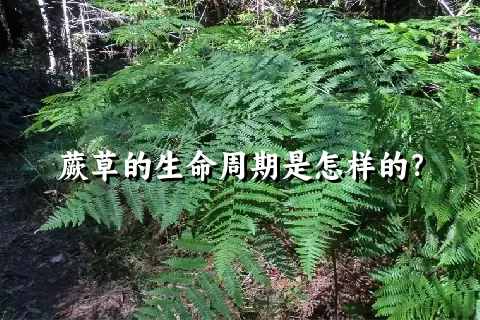 蕨草的生命周期是怎样的？