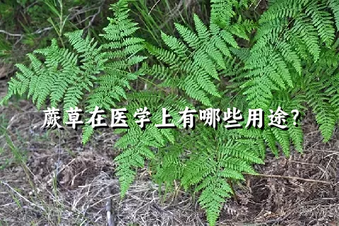 蕨草在医学上有哪些用途？