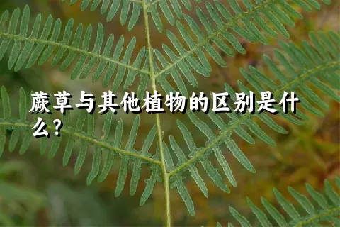 蕨草与其他植物的区别是什么？