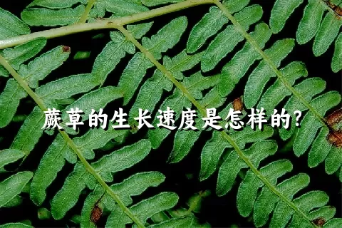 蕨草的生长速度是怎样的？