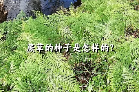 蕨草的种子是怎样的？