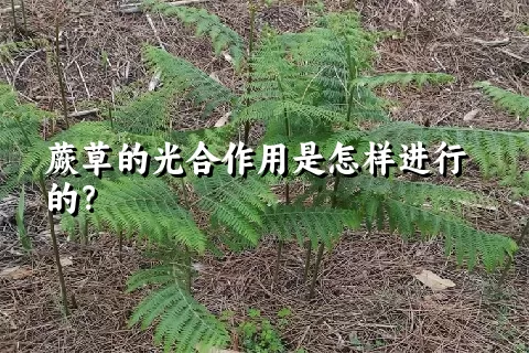 蕨草的光合作用是怎样进行的？