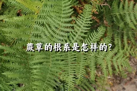 蕨草的根系是怎样的？