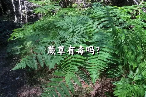 蕨草有毒吗？