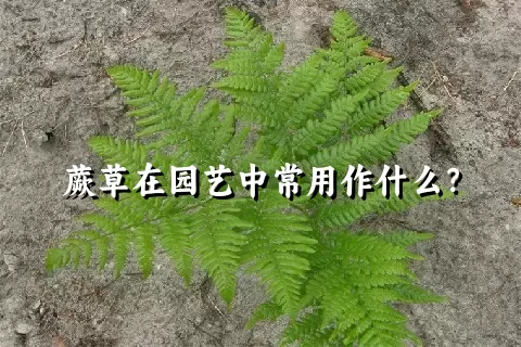 蕨草在园艺中常用作什么？