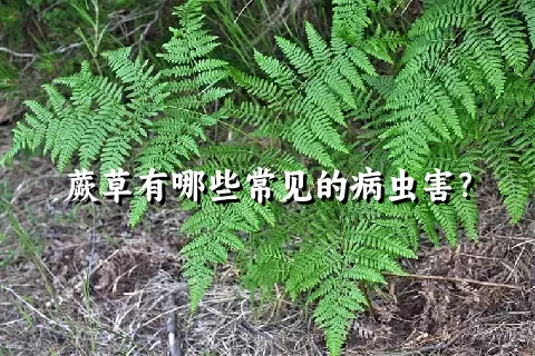 蕨草有哪些常见的病虫害？