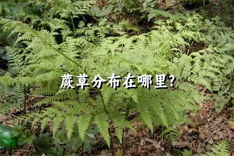 蕨草分布在哪里?