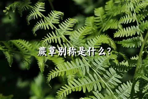 蕨草别称是什么？