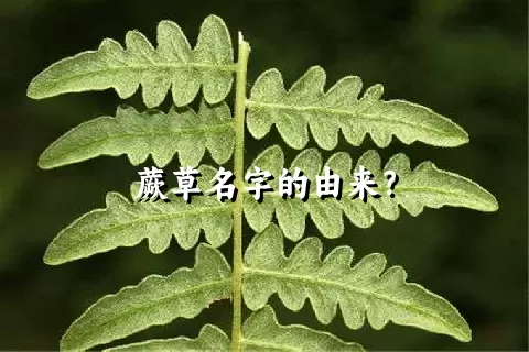 蕨草名字的由来？