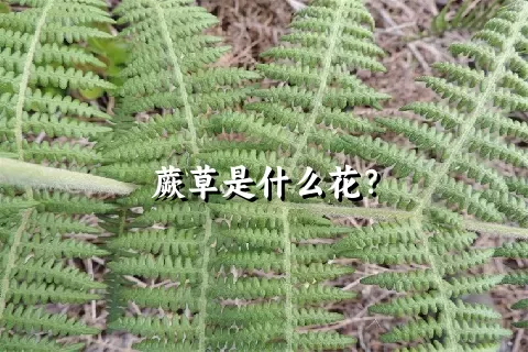 蕨草是什么花？