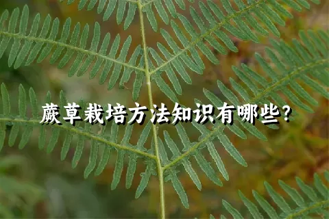 蕨草栽培方法知识有哪些？