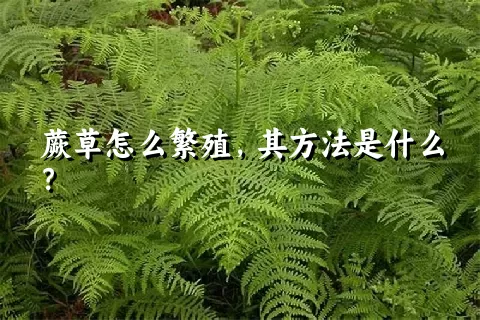 蕨草怎么繁殖，其方法是什么？