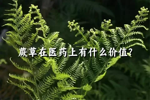 蕨草在医药上有什么价值？