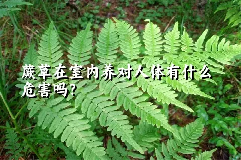 蕨草在室内养对人体有什么危害吗？