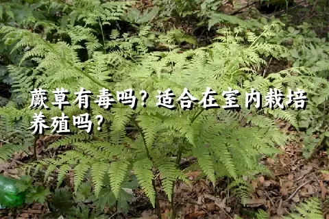 蕨草有毒吗？适合在室内栽培养殖吗？