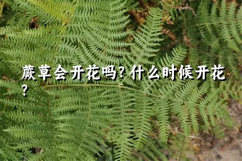 蕨草会开花吗？什么时候开花？