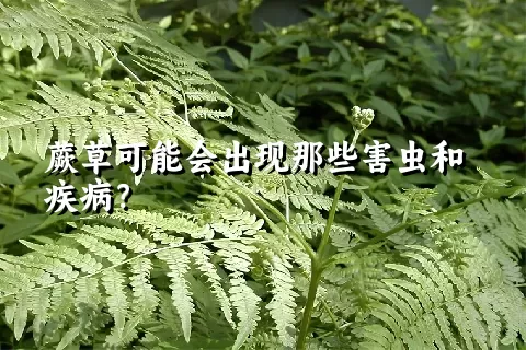 蕨草可能会出现那些害虫和疾病？