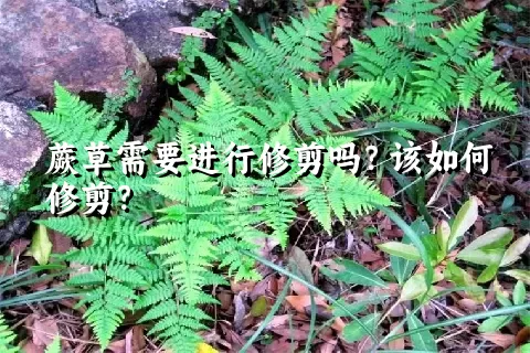 蕨草需要进行修剪吗？该如何修剪？