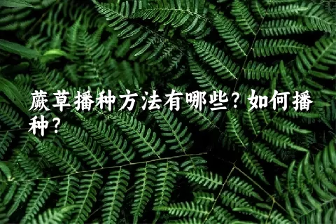 蕨草播种方法有哪些？如何播种？