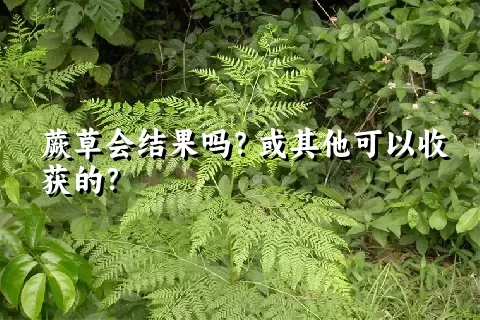 蕨草会结果吗？或其他可以收获的？