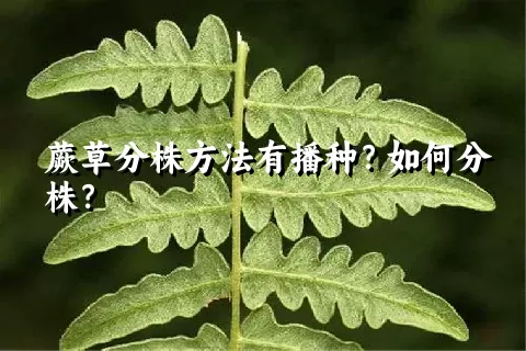 蕨草分株方法有播种？如何分株？