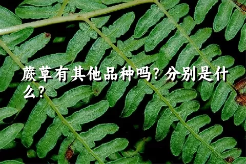 蕨草有其他品种吗？分别是什么？