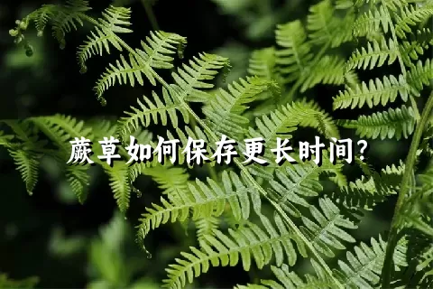 蕨草如何保存更长时间？