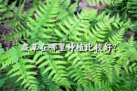 蕨草在哪里种植比较好？