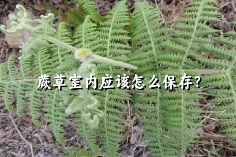 蕨草室内应该怎么保存？