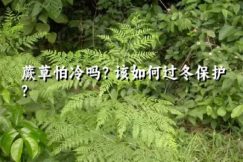 蕨草怕冷吗？该如何过冬保护？