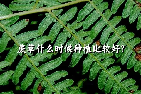 蕨草什么时候种植比较好？