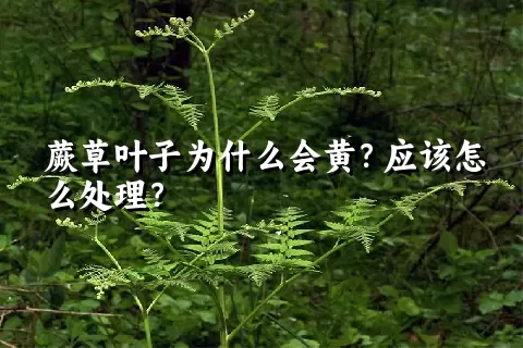 蕨草叶子为什么会黄？应该怎么处理？