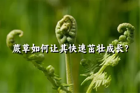 蕨草如何让其快速茁壮成长？