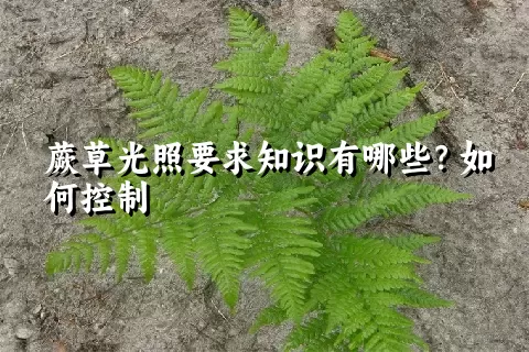 蕨草光照要求知识有哪些？如何控制