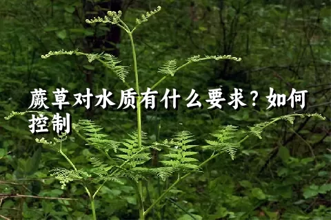 蕨草对水质有什么要求？如何控制