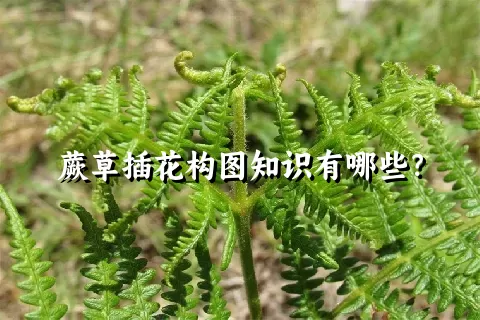 蕨草插花构图知识有哪些？