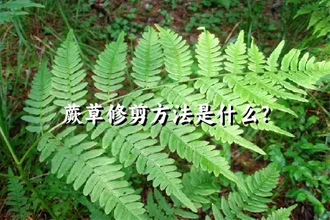 蕨草修剪方法是什么？