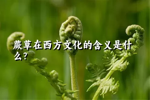 蕨草在西方文化的含义是什么？