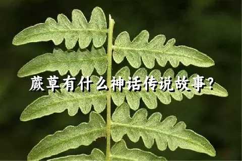 蕨草有什么神话传说故事？