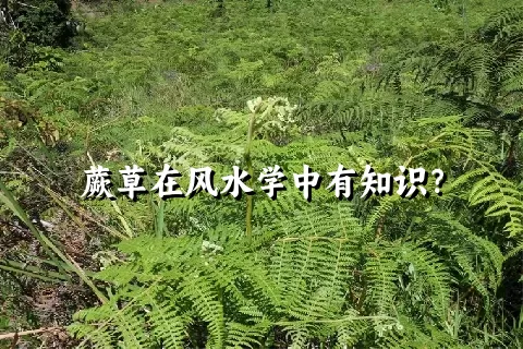 蕨草在风水学中有知识？