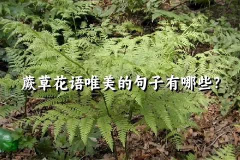 蕨草花语唯美的句子有哪些？