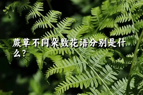 蕨草不同朵数花语分别是什么？