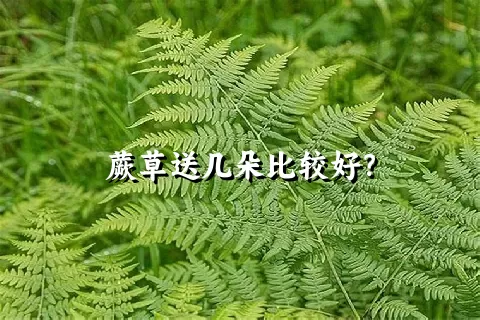 蕨草送几朵比较好？