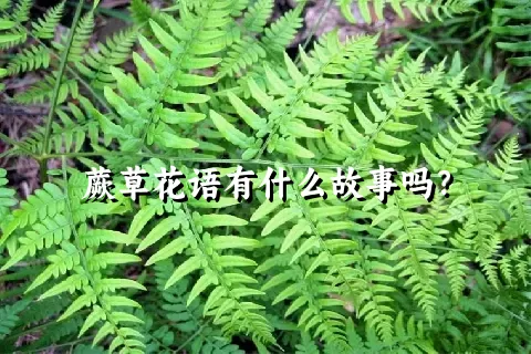 蕨草花语有什么故事吗？