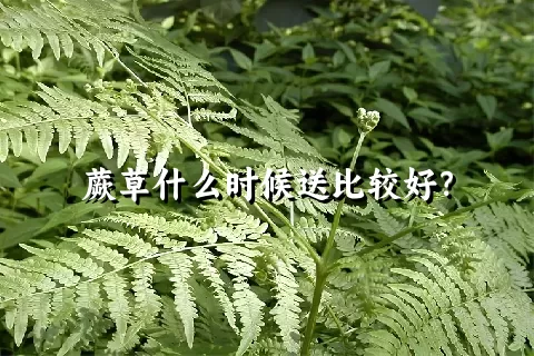 蕨草什么时候送比较好？