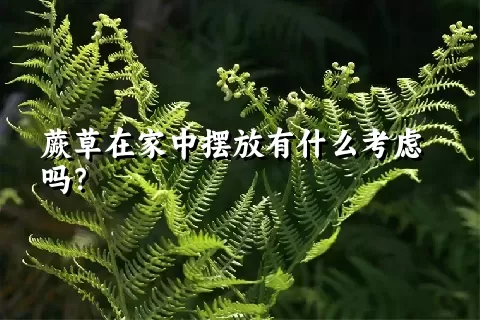 蕨草在家中摆放有什么考虑吗？