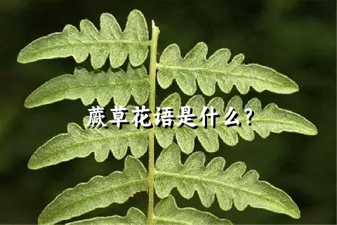 蕨草花语是什么？