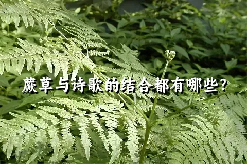 蕨草与诗歌的结合都有哪些？